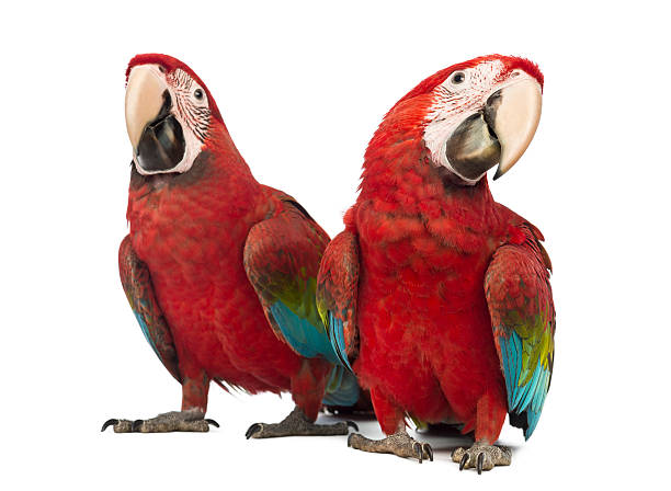 Two Green-winged Macaw, Ara chloropterus, 1 year old, Two Green-winged Macaw, Ara chloropterus, 1 year old, in front of white background green winged macaw stock pictures, royalty-free photos & images