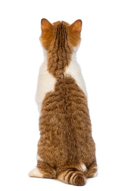 Funny tabby orange cat in a studio on white background, playful posing
