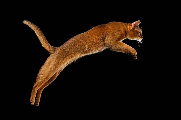 Closeup Jumping Abyssinian cat Isolated on black background in Profile Closeup Jumping Abyssinian cat Isolated on black background, Profile view cat jumping stock pictures, royalty-free photos & images