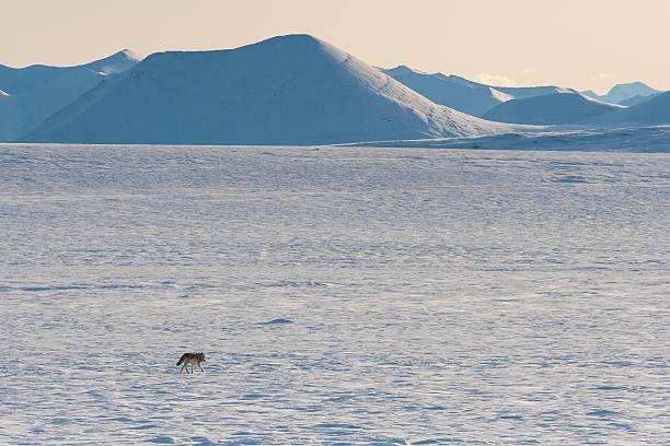 istock Wolf trotting into the wilderness 510961338