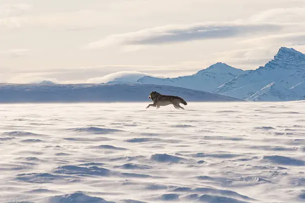 An Alaskan tundra wolf leaps through the blowing snow near the Arctic National Wildlife Refuge, as the Brooks Range looms in the background