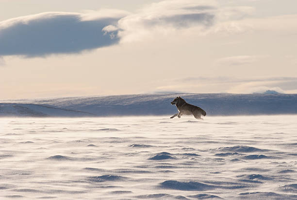 lobo de límite a través de la nieve - brooks range fotografías e imágenes de stock