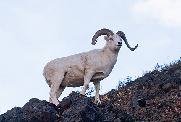 istock Dall ram in Denali National Park 510961628