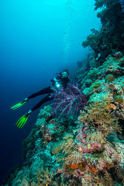 istock Diving the drop off's in Palau - Micronesia 510962422