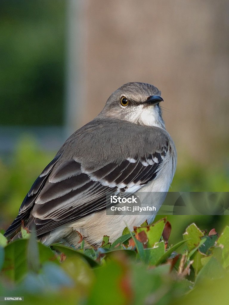 Extreme Close Up Florida State Bird Stock Photo - Download Image Now - Florida - US State, Mockingbird, Animal - iStock Extreme Close Up Florida State Bird Stock Photo - Download Image Now - Florida - US State, Mockingbird, Animal - iStock