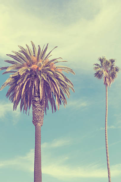 istock Palm trees at Santa Monica beach. 510962890