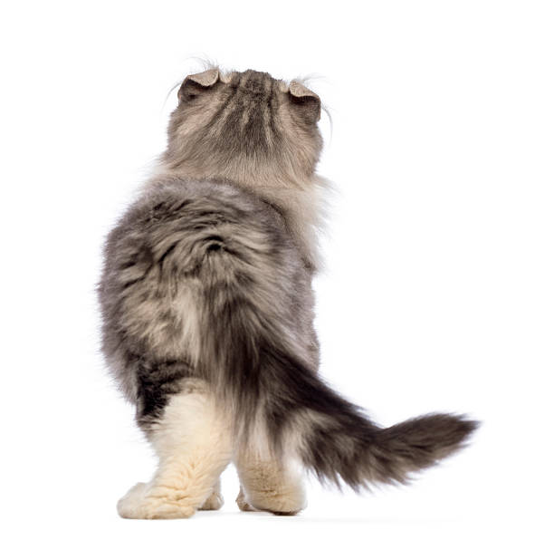 istock Rear view of an American Curl kitten looking up 510963100