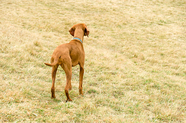 Western USA Outdoors and Pets Chocolate Labrador Retriever Profile at Sunset Canine Photo Series