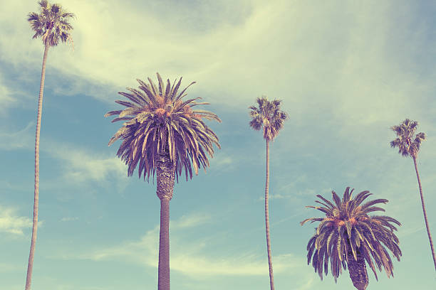 istock Palm trees at Santa Monica beach. 510963622