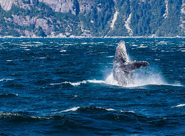 Humpback breaching in Alaska stock photo