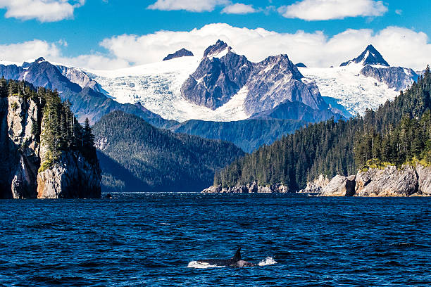 Orca porpoising by glaciers stock photo