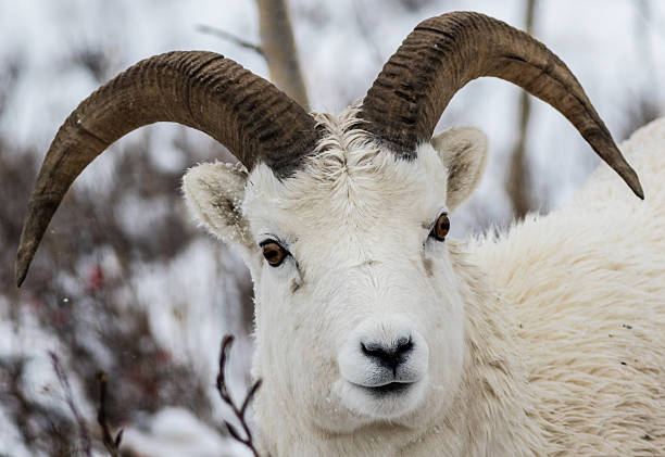 istock Dall sheep in Denali National Park 510964830