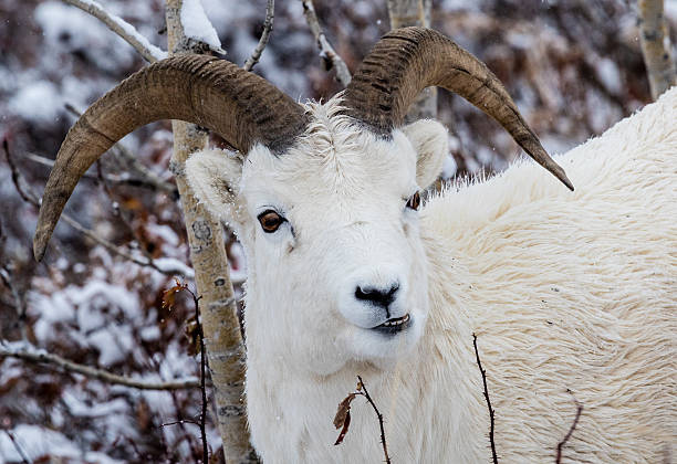 istock Dall sheep in Denali National Park 510964958