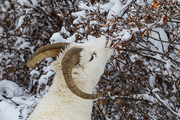 istock Dall sheep in Denali National Park 510965030