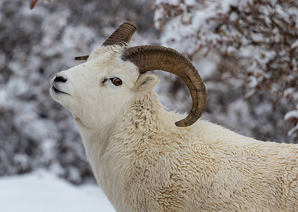 istock Dall sheep in Denali National Park 510965082
