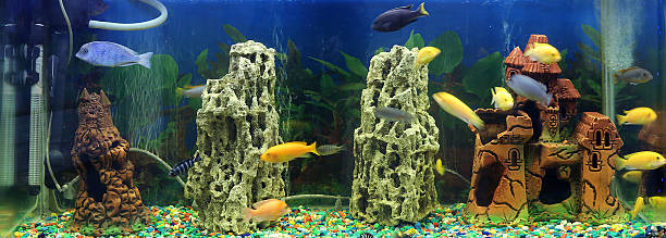 istock Beautiful semi-circular aquarium with tropical fish on a white b 510965120