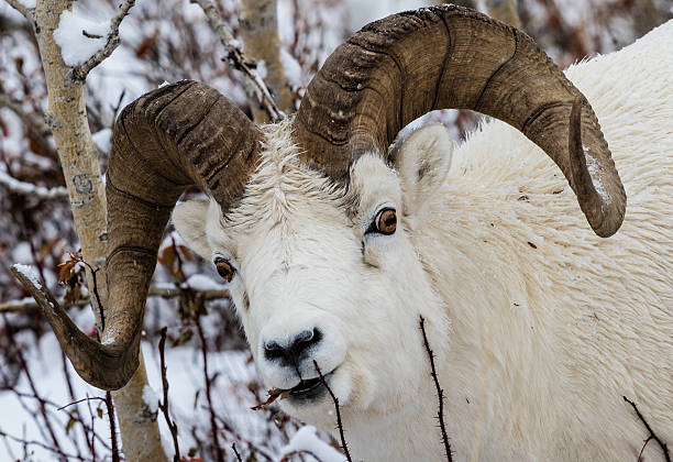 istock Full-curl Dall sheep ram in Denali National Park 510965152