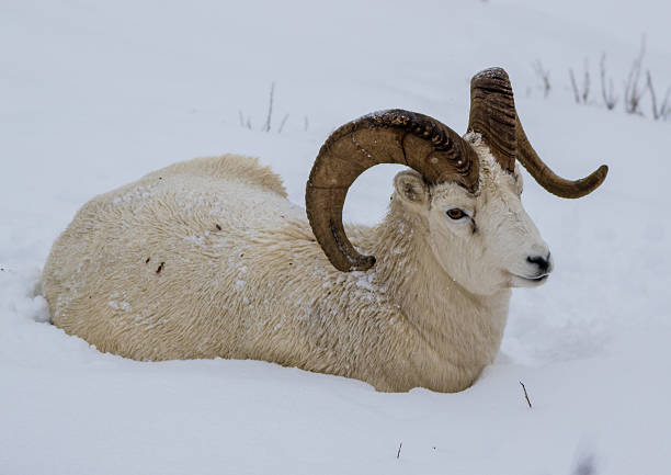 istock Big Dall ram in the snow 510965192