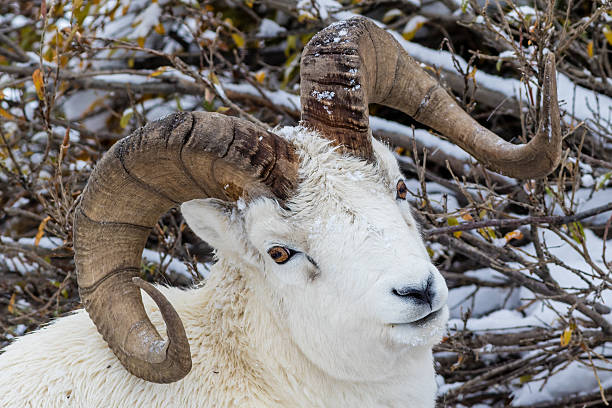 Full-curl Dall sheep ram in Denali National Park