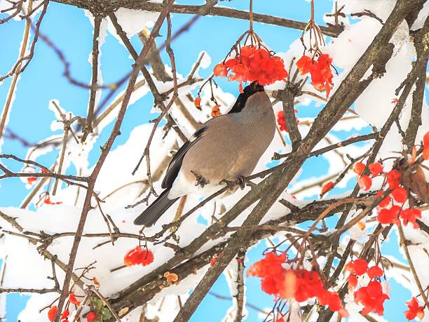istock Bullfinch (Pyrrhula pyrrhula) on viburnum 510965870