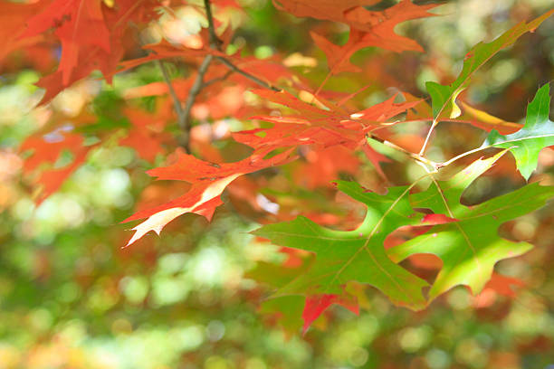 istock Autumn Leaves 510966066