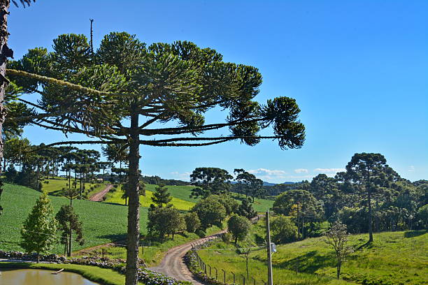 istock Beautiful landscape with pines 510967016