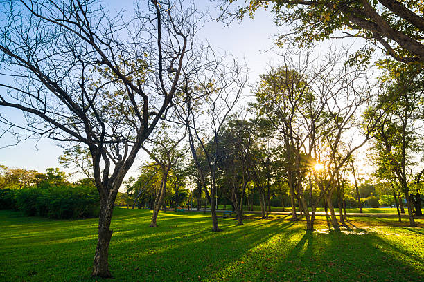 istock Beautiful green summer park garden with blue sky. 510967824