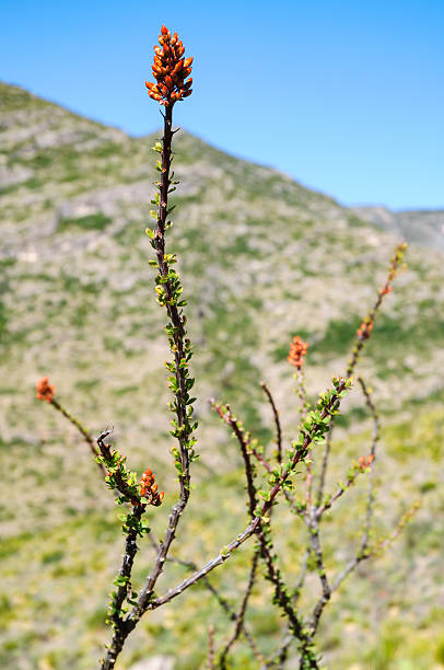 istock Guadalupe Mountains National Park 510968506