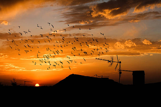 istock Sunset with flock of birds 510968866
