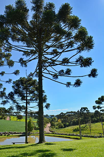 istock Beautiful landscape with pines 510969162