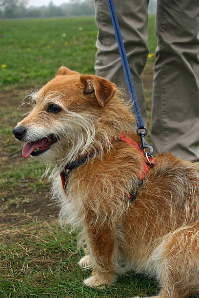 istock Cute dog on lead 510969326