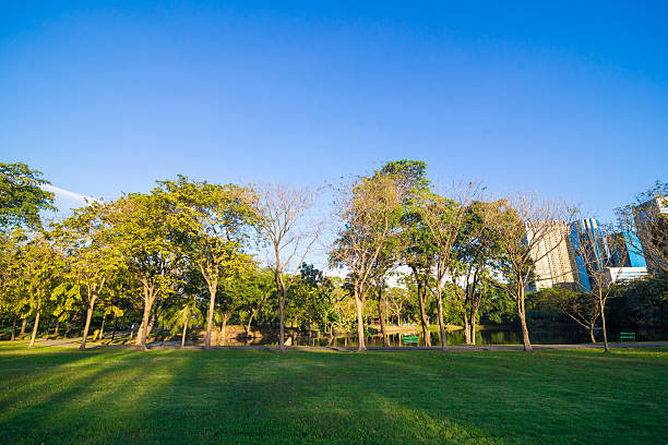 istock Beautiful green summer park garden with blue sky. 510969396