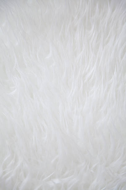 istock white sheepskin rug texture 510973687