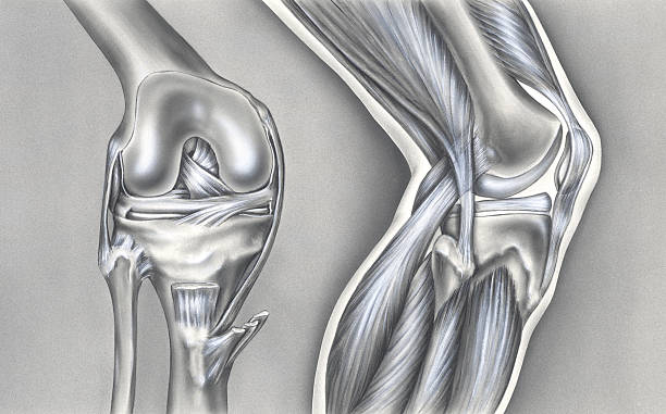 ilustraciones, imágenes clip art, dibujos animados e iconos de stock de rodilla de los huesos y músculos ligaments & - cruciate ligament