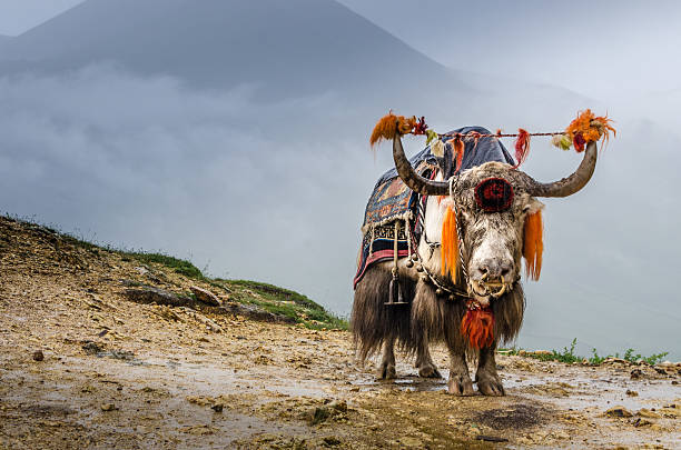 tibetano yac - lhasa fotografías e imágenes de stock