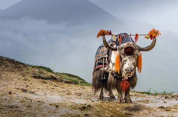 A Yak standing on the high mountains of Tibet