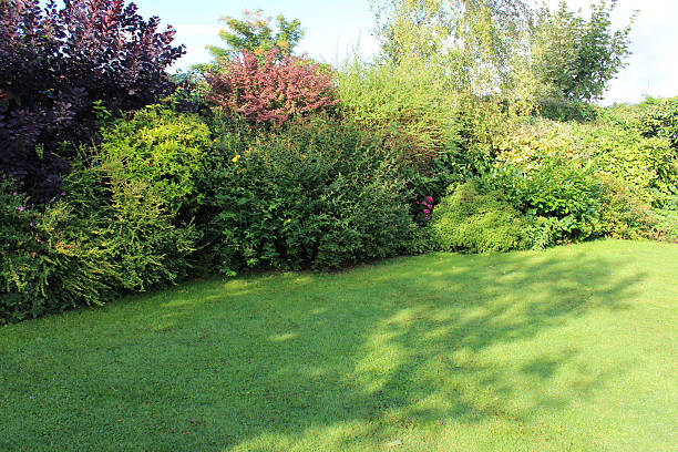 Image of evergreen shrubs in garden border, growing in shade Photo of a group of mainly evergreen shrubs and one or two deciduous shrubs, pictured growing in the dappled shade / sunshine in a garden border. The shrubs include aucuba japonica, berberis, elaeagnus, hebe, hypericum, lonicera, photinia, potentilla, smoke bush (Cotinus coggygria 'Royal Purple'), spirea, viburnum and weigela. Each spring, the shrubs are pruned into curved, rounded shapes with a hedge trimmer. A young silver birch and sycamore tree are pictured on the right-hand side of the image. smoke bush blooming stock pictures, royalty-free photos & images