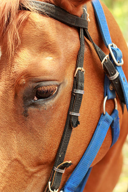 istock Face horse in the farm 510975141