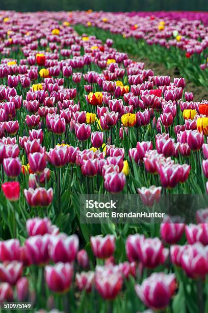 Pink Immersion Stock Photo - Download Image Now - Agricultural Field, Agriculture, Beauty In Nature