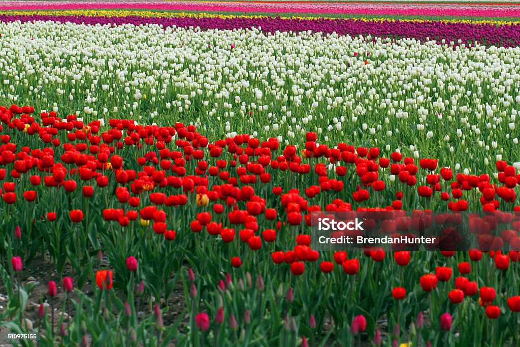 Red Foreground A tulip farm in British Columbia in early spring.  Agricultural Field Stock Photo