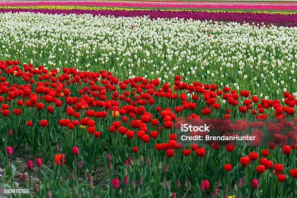 Red Foreground Stock Photo - Download Image Now - Agricultural Field, Agriculture, Beauty In Nature