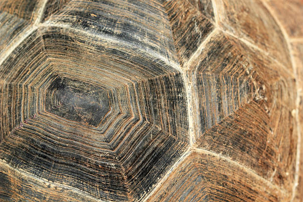 istock Close-up of tortoise shell 510976223