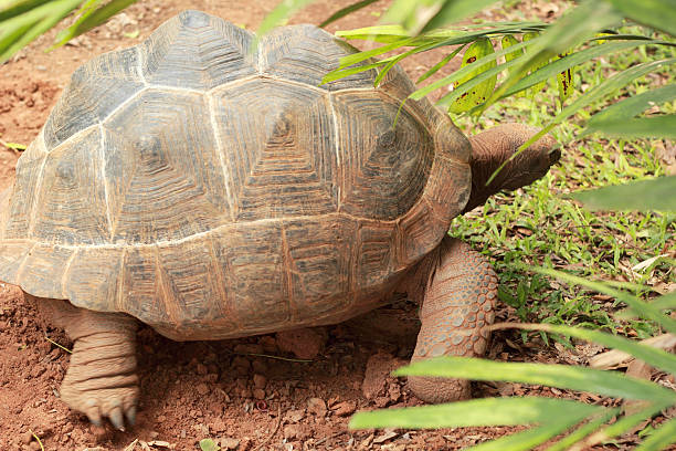istock Crawling tortoise in the nature 510976253