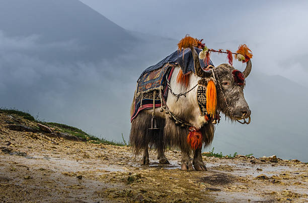 istock Tibetan Yak 510976645