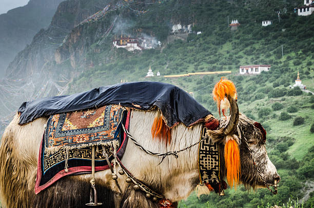 istock Yak in Drak Yerpa Meditation Hermitage 510976657