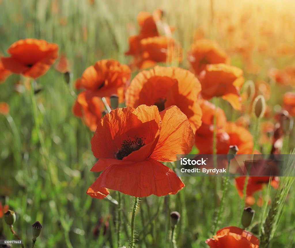 Wild poppy flower Field of bright red corn poppy flowers in summer Agriculture Stock Photo