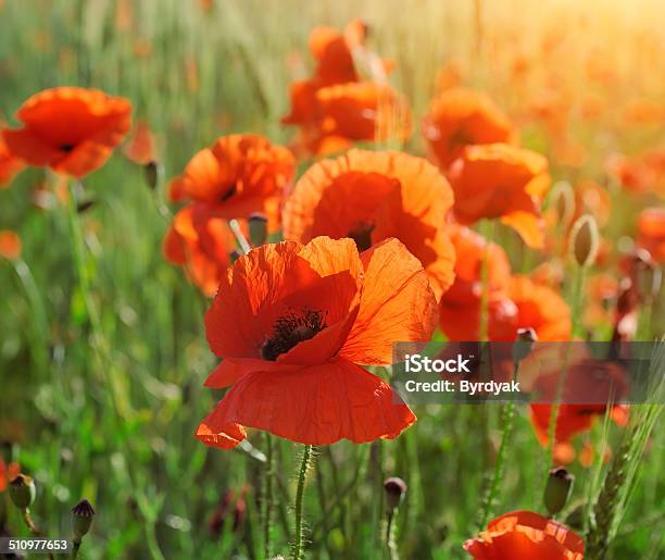 Wild Poppy Flower Stock Photo - Download Image Now - Agriculture, Blue, Botany