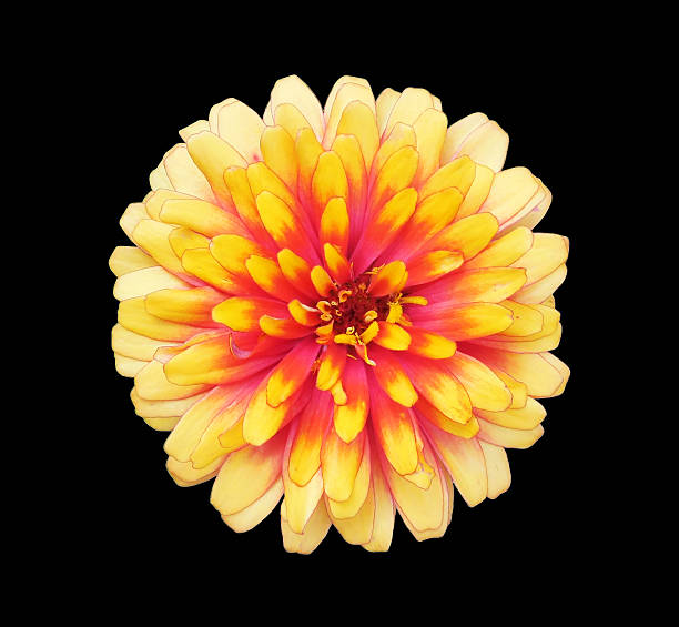 istock Close-up a flower on the black background 510978027