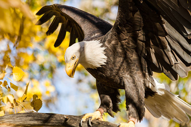 american bald eagle - white headed eagle stock-fotos und bilder