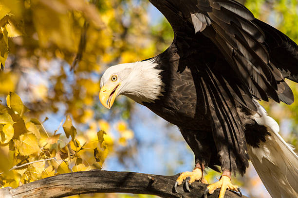 american weißkopfseeadler - white headed eagle stock-fotos und bilder